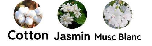 Notes de Cotton, Jasmin et de Musc Blanc